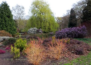 Colourful plants in Isabella Plantation, Richmond Park