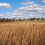 Long grass, Richmond Park
