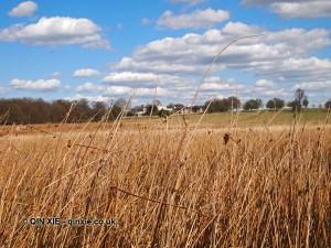 Long grass, Richmond Park