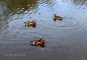 Mandarin ducks in the pond at Isabella Plantation, Richmond Park