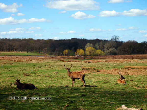 Spring in Richmond Park