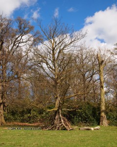 Tree, Richmond Park