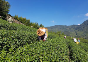 Picking tea leaves in Alishan, Taiwan