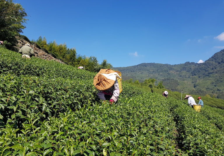 On the booming tea industry in Asia