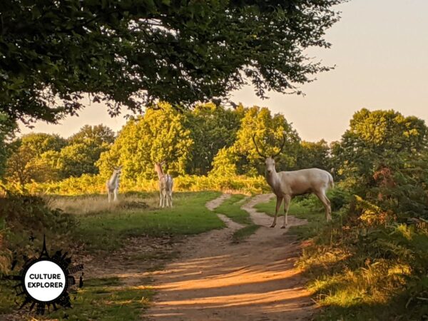 Deer in Richmond Park copyright Qin Xie