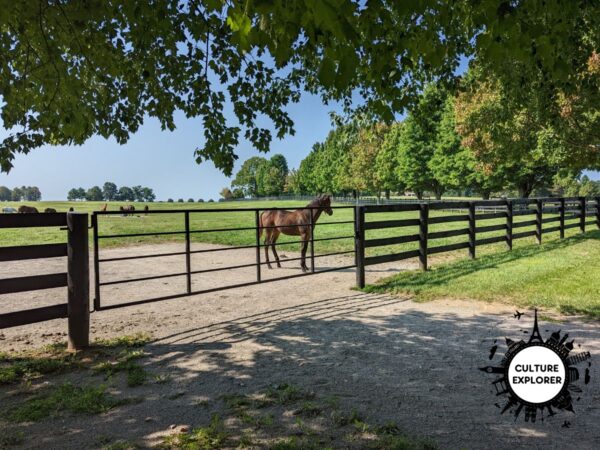 A horse at Godolphin's Jonabell Farm